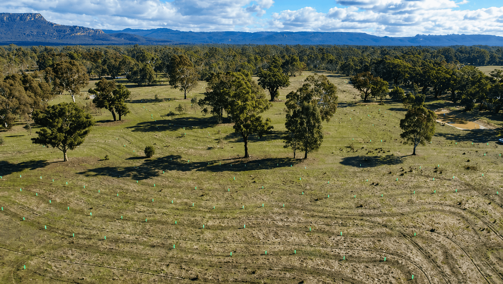 Aerial view of a grassy field with evenly spaced green tree markers and scattered trees, mountains in the distance under a partly cloudy sky.