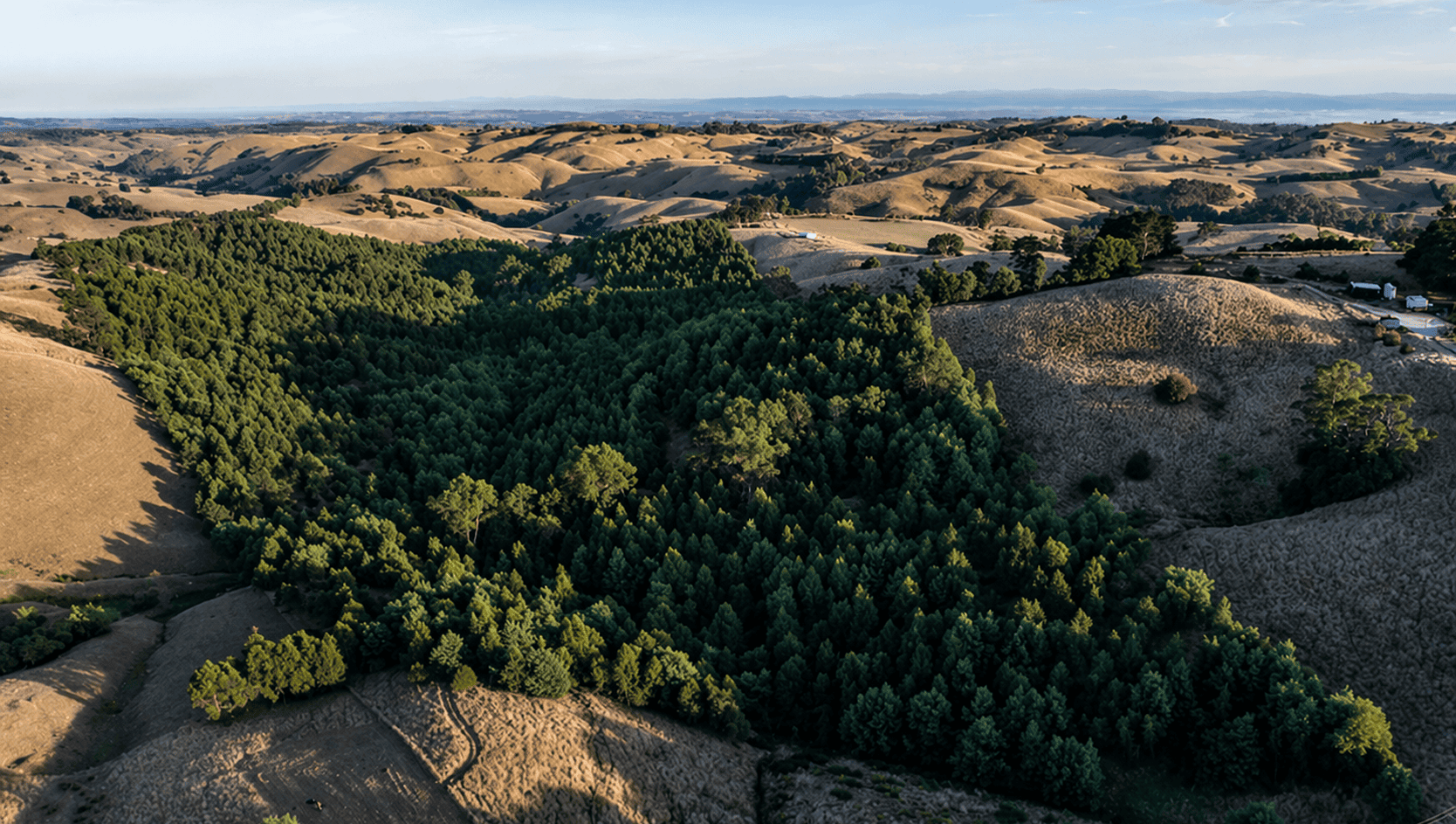 Aerial view of golden rolling hills with a dense green forest in the center and distant blue mountains on the horizon, sunlit sky above.